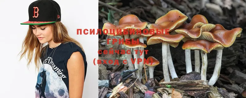 где найти   Демидов  Псилоцибиновые грибы Psilocybine cubensis 